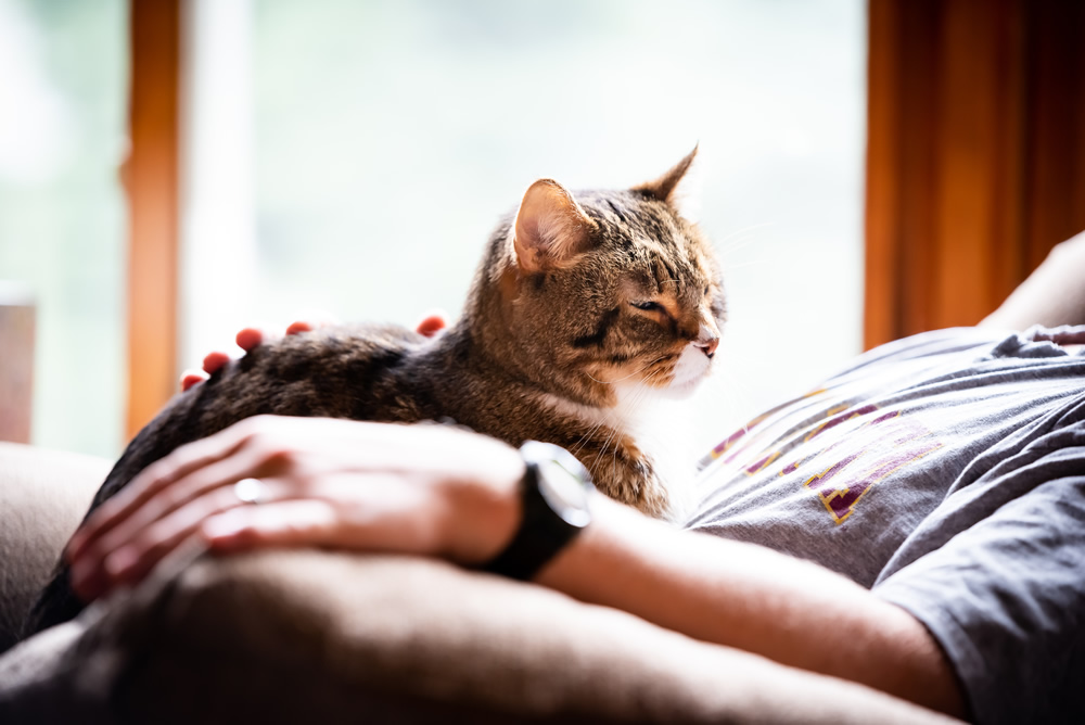 Senior cognitive mental health